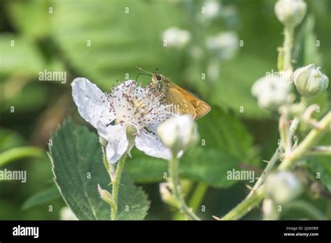 Lepidoptery Metaphor Hi Res Stock Photography And Images Alamy