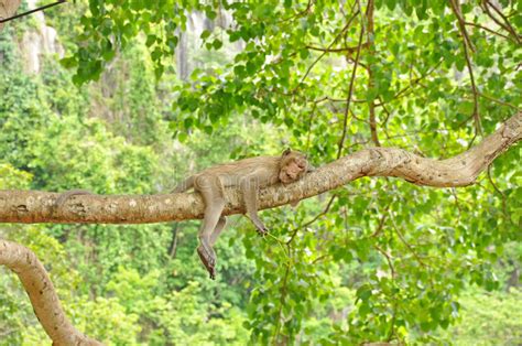 Sleeping Monkey Stock Photo Image Of Primate Animal 19443860