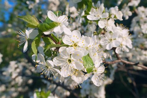 Photo Of The Flowering Crabapple Tree With White Flowers