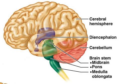 Cerebellum Anatomy Location And Function Anatomy Info