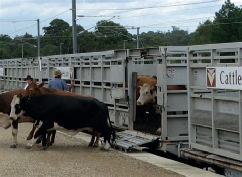 Push To Move More Cattle By Train But Supply A Challenge Beef Central