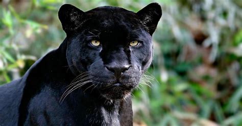 Black Panthers In Louisiana Are A Myth State Wildlife Official Says
