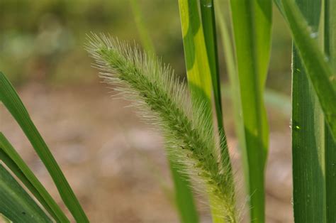 Giant Foxtail Giant Foxtail Setaria Faberi Inflorescenc Flickr