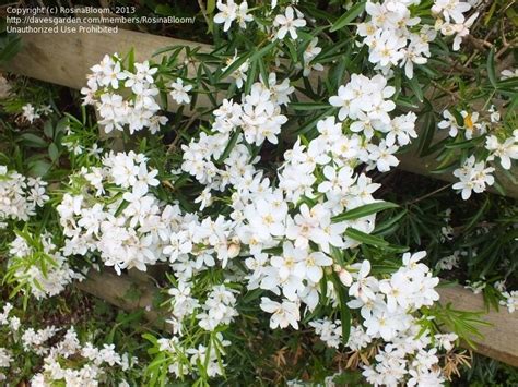 Plant Identification Closed White Flowering Shrub Id 1 By Rosinabloom