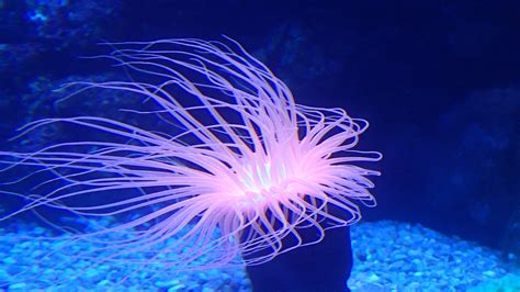Anemone Sea Creatures · Free Photo On Pixabay