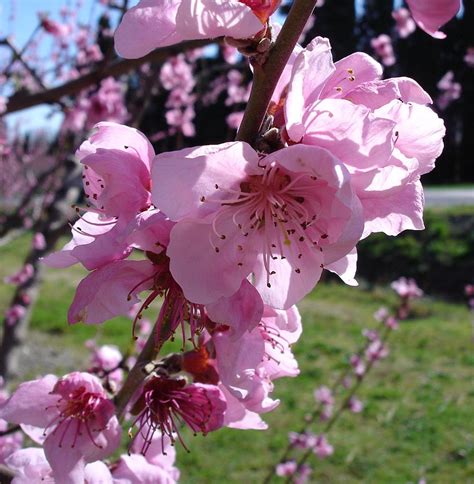Apr 07, 2020 · les arbres à fleurs roses. Fleurs du Roussillon