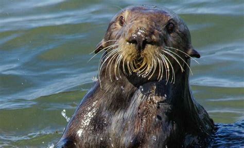 Sea Otters Tool Use Leaves Behind Distinctive Archaeological Evidence