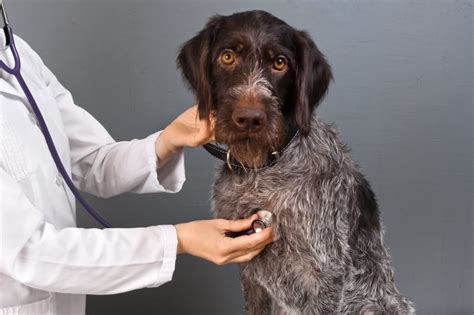 Signs And Symptoms Of Pneumonia In Dogs Clemmons Vet