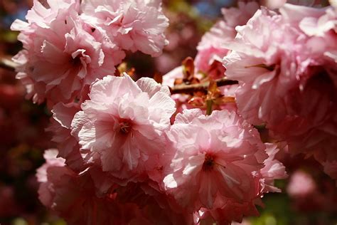 By arbor day foundation | march 4, 2019. File:Flowering-pink-tree-bloom-spring - West Virginia ...