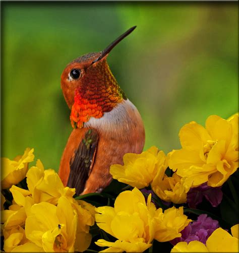 Rufous Hummingbird In Flowers The Hummingbirds Arrived Enm Flickr