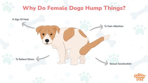What Age Do Male Puppies Start Hump