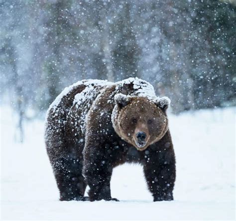 101 Facts About Grizzly Bears North American Nature