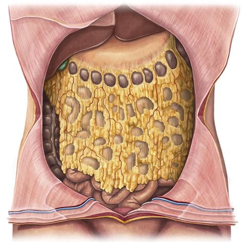 Peritonealhöhle Anatomie Lernhilfe Kenhub