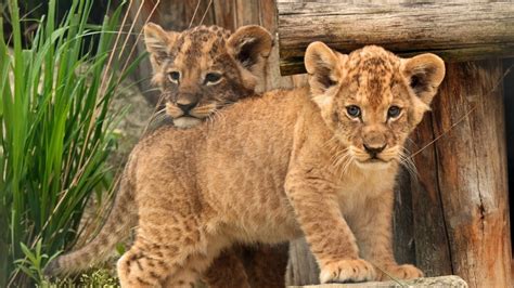 Two Cute Baby Lion Cubs Wallpapers Share