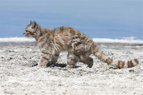 Tail is usually 16 to 19 inches long. Andean Mountain Cat - Leopardus jacobita - Carnivora