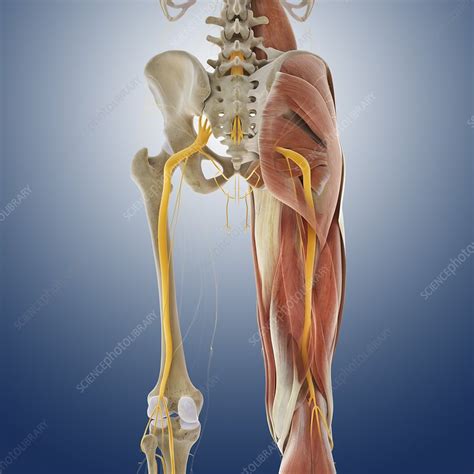 Lower Body Anatomy Artwork Stock Image C0145583 Science Photo