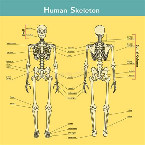 Human Skeleton Front And Rear View With Explanations Stock Vector