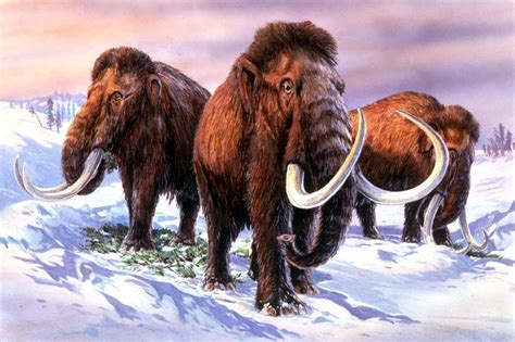 Woolly Mammoths Had Testosterone Surges Like These Of Male Elephants