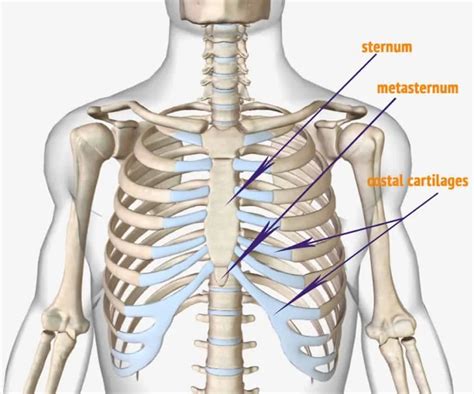 Human Anatomy Ribs Pictures Rib Cage Bones Human Skeletal System