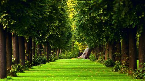 Free Download Beautiful Green Path In The Forest Hd Nature Wallpaper