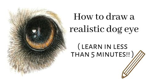 How To Draw Realistic Dog Eyes Images And Photos Finder
