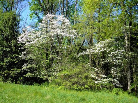Good Things By David Blooming Dogwood Trees