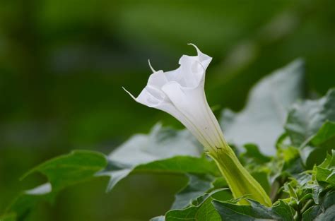 Cómo Se Usa El Toloache La Planta Mágica Para El Amor La Opinión