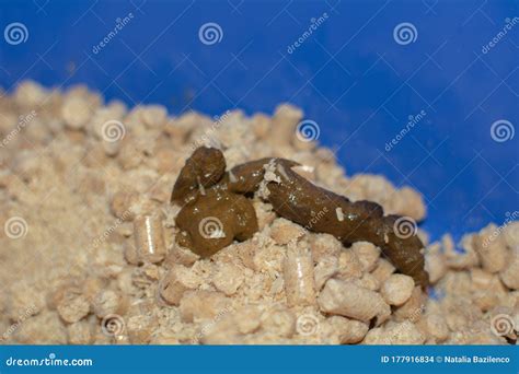 Worms In Cat Feces Stock Photo Image Of Contaminated 177916834