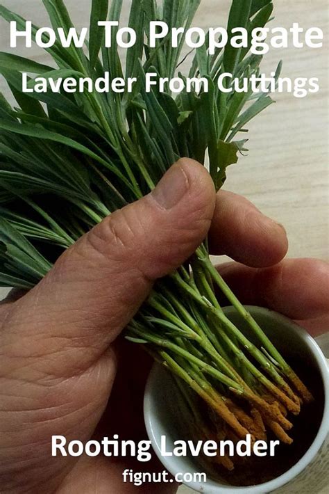 How To Propagate Lavender From Cuttings With Photos And Video