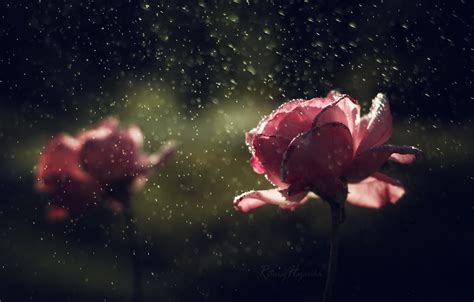 Wallpaper Drops Flowers Rain Roses Images For Desktop Section цветы