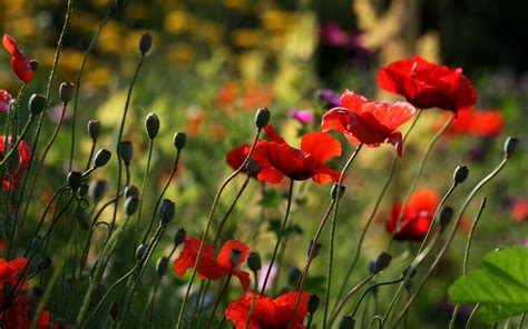 Download Wallpaper 3840x2400 Poppies Flowers Plant Field Macro 4k