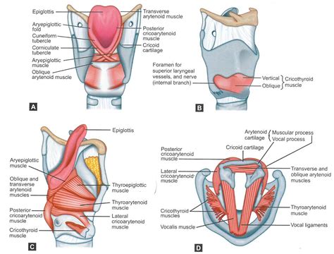 Larynx Diagram Posterior