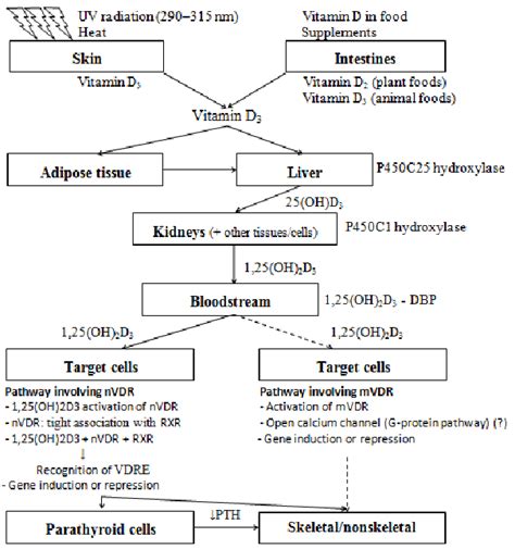 A dermatologist's perspective on vitamin d. Vitamin D biosynthesis and action. Precursors of vitamin D are... | Download Scientific Diagram