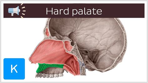 Hard Palate Anatomical Terms Pronunciation By Kenhub Youtube