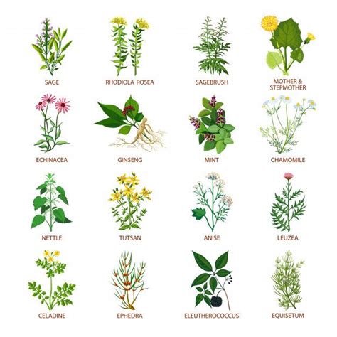 Lista Foto Plantas Medicinales Y Para Que Sirven Con Imagenes Lleno