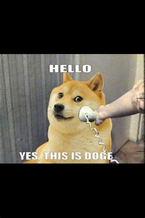 72 Best Such Doge Wow So Much Doge Images On Pinterest Funny Photos