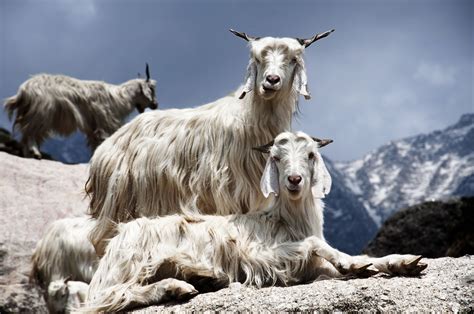 Know Your Fibers A Quick Cashmere Guide Pashm And Company Goats