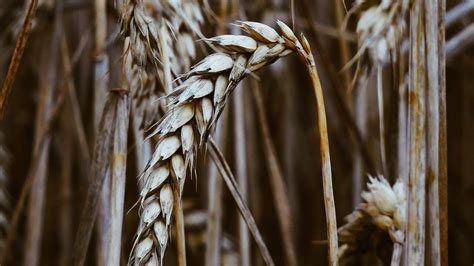 Wallpaper Spikelets Wheat Dry Grain Cereals Hd Picture Image