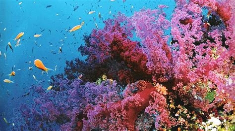 Great Barrier Reef Coral Reef Hd Wallpaper Pxfuel