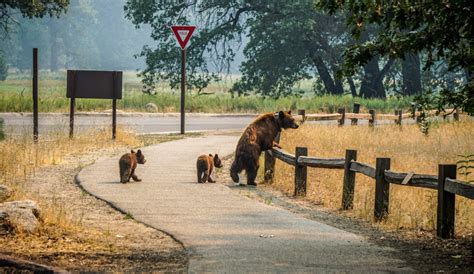 Four Bears Hit By Vehicles In Yosemite This Month Keep Bears Wild