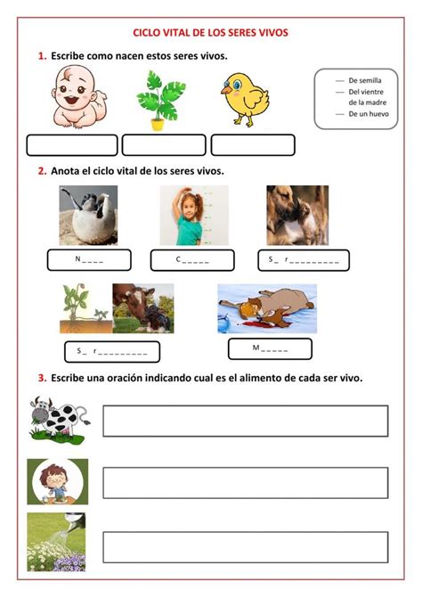 Ficha Online De El Ciclo Vital De Los Seres Vivos Para Segundo De