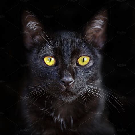 Portrait Of Cute Black Cat Cute Black Cats Cat Photography Cat