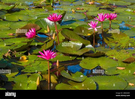 Flowers Of A Red Water Lily Nymphaea Rubra On A Pond On A Sunny Day