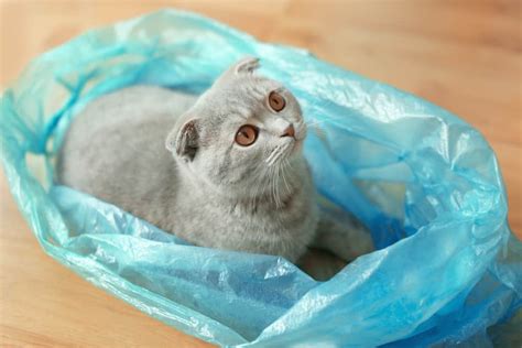 Why Do Cats Like To Sit On Plastic Bags 6 Reasons Why