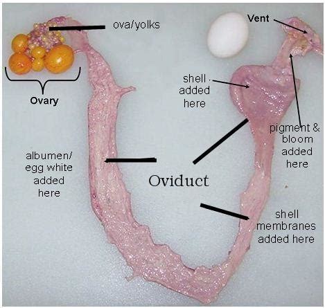 Chicken Egg Binding: Causes, Symptoms, Treatment, Prevention.