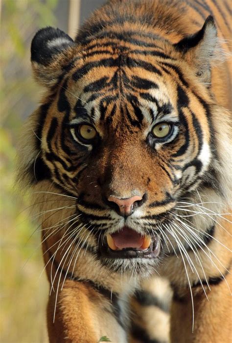 Sumatran Tiger Jarum Burgerszoo Jn6a5932 Big Animals Pet Tiger