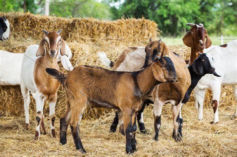 Goat In Farm Photos Group Of Goats In Livestock Farm From Central Of