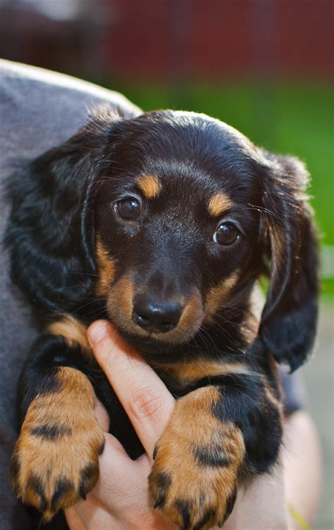 Cute Puppy Dogs Long Haired Dachshund Puppy