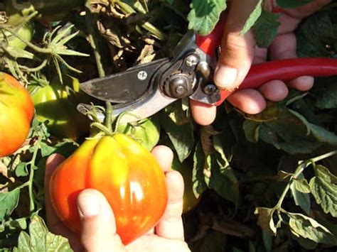 Secrets De Jardinier Pour Faire Pousser De Belles Et Grosses Tomates