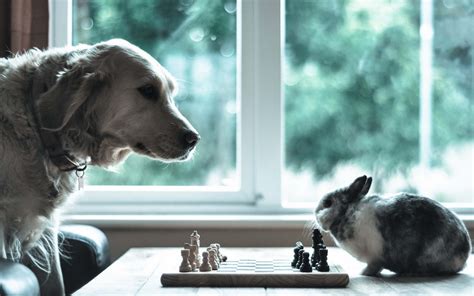 Check out our doge meme selection for the very best in unique or custom, handmade pieces from our shops. Dog and Rabbit Playing Chess (Make your move) HD Wallpaper ...